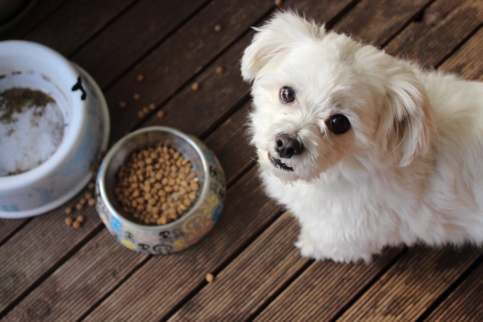 Dog in front of bully stick bowl