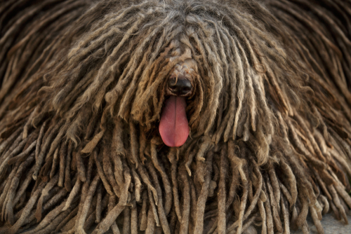 A close up picture of a densely corded Puli dog