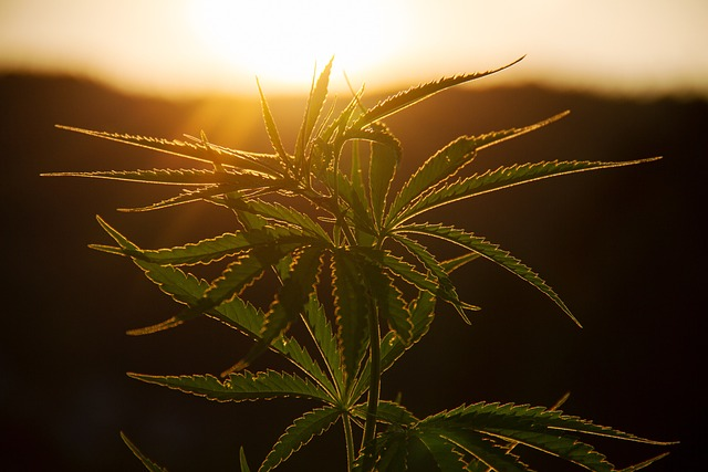 plant, hemp, medical cannabis