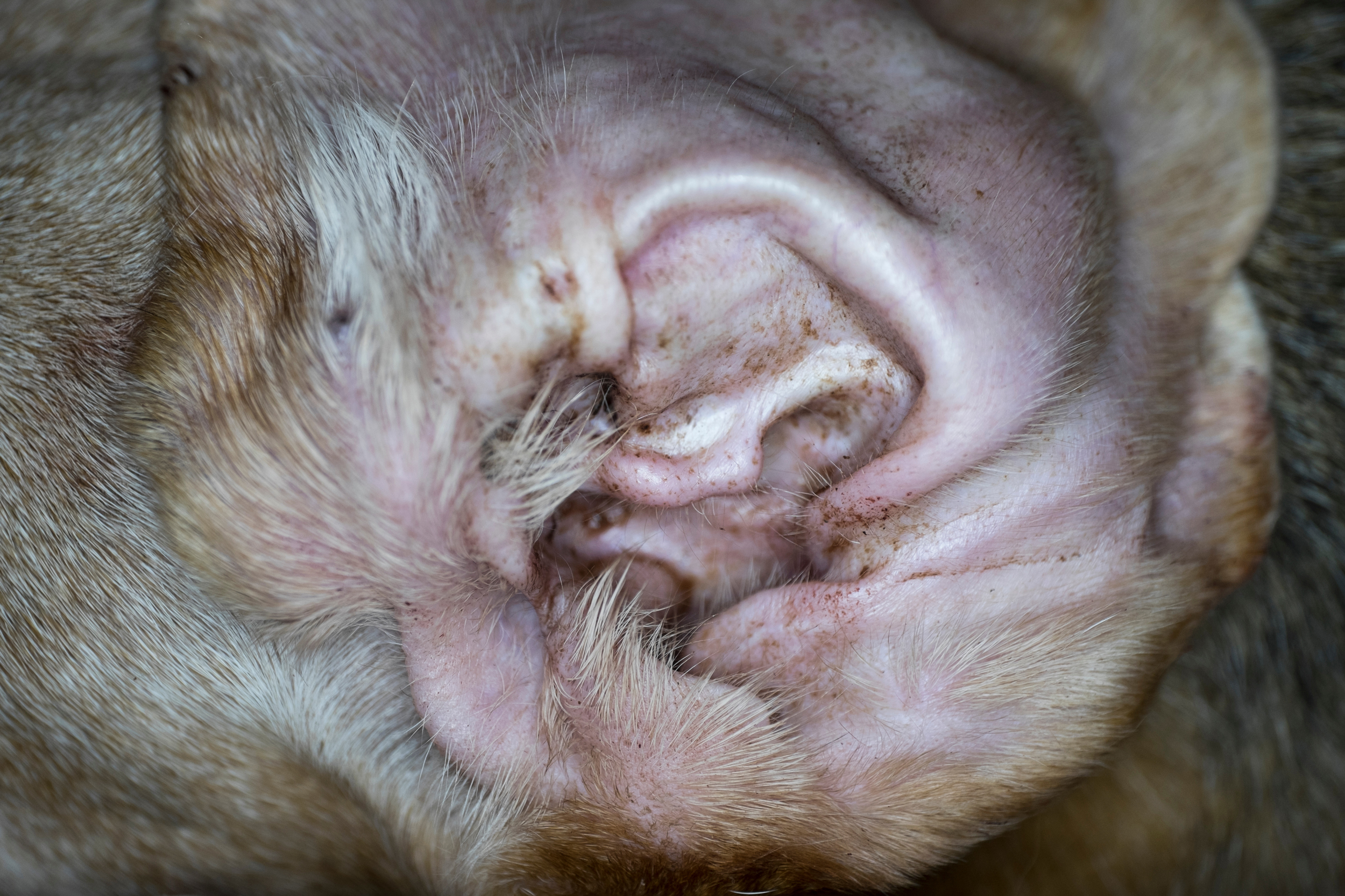 Closeup Of Ear Mites In A Dog'S Ear Canal