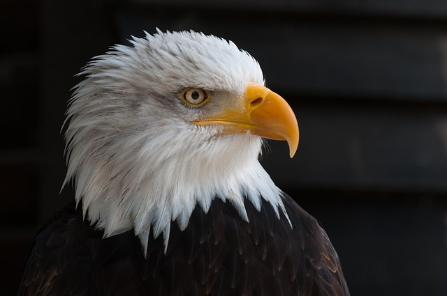 bird, eagle, head