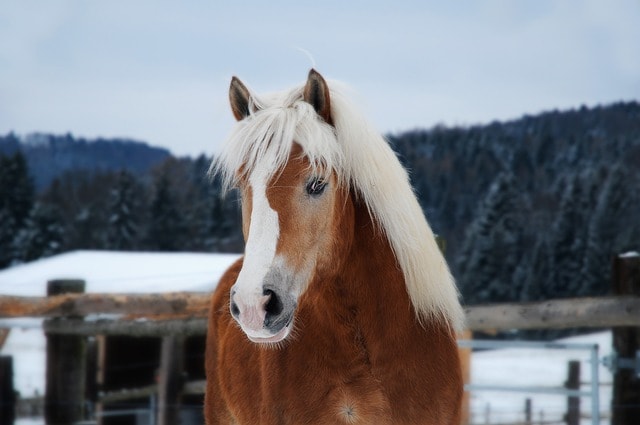 horse, haflinger, portrait