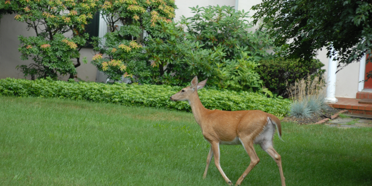 interesting animals in maryland