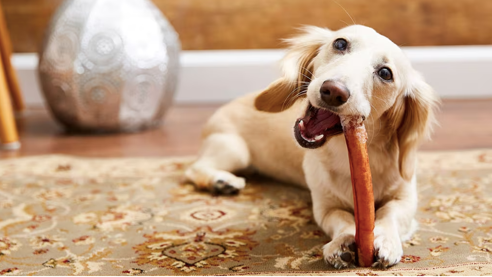 dachshund chewing a stick representing the power of features and benefit for customer satisfaction