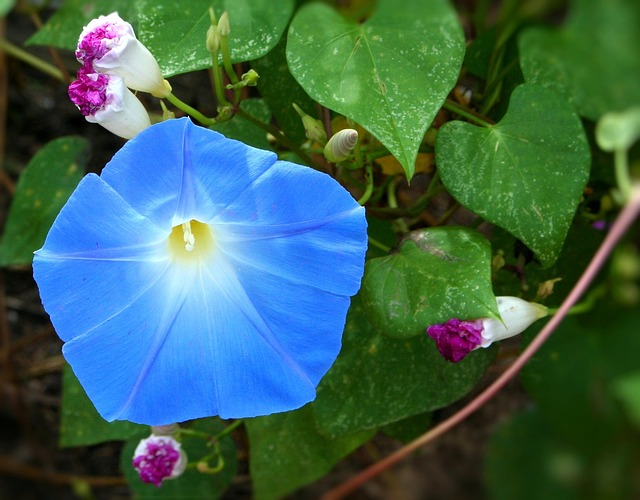 morning glory, flower, blue