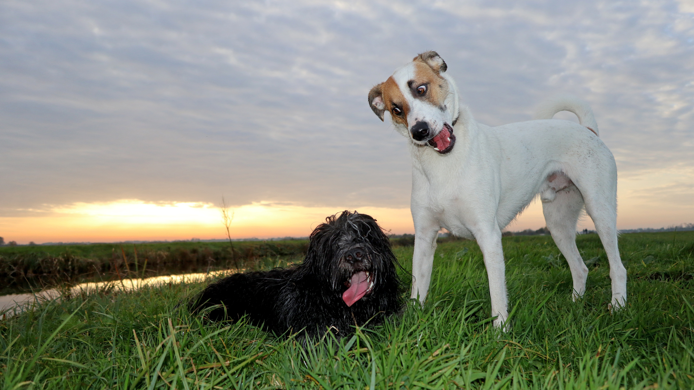 A black Schapendoes dog playing with another dog in a field during sunset