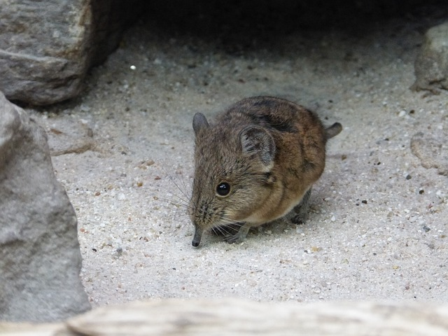 short eared elephant shrews, mouse, animal