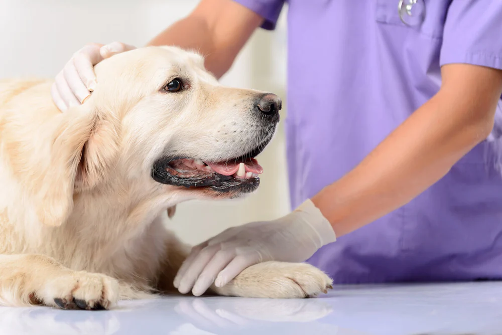 Dermatitis in Dogs