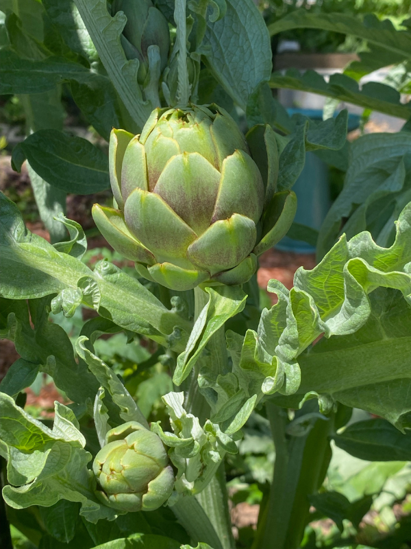 an artichoke  at a Houston farmers market
