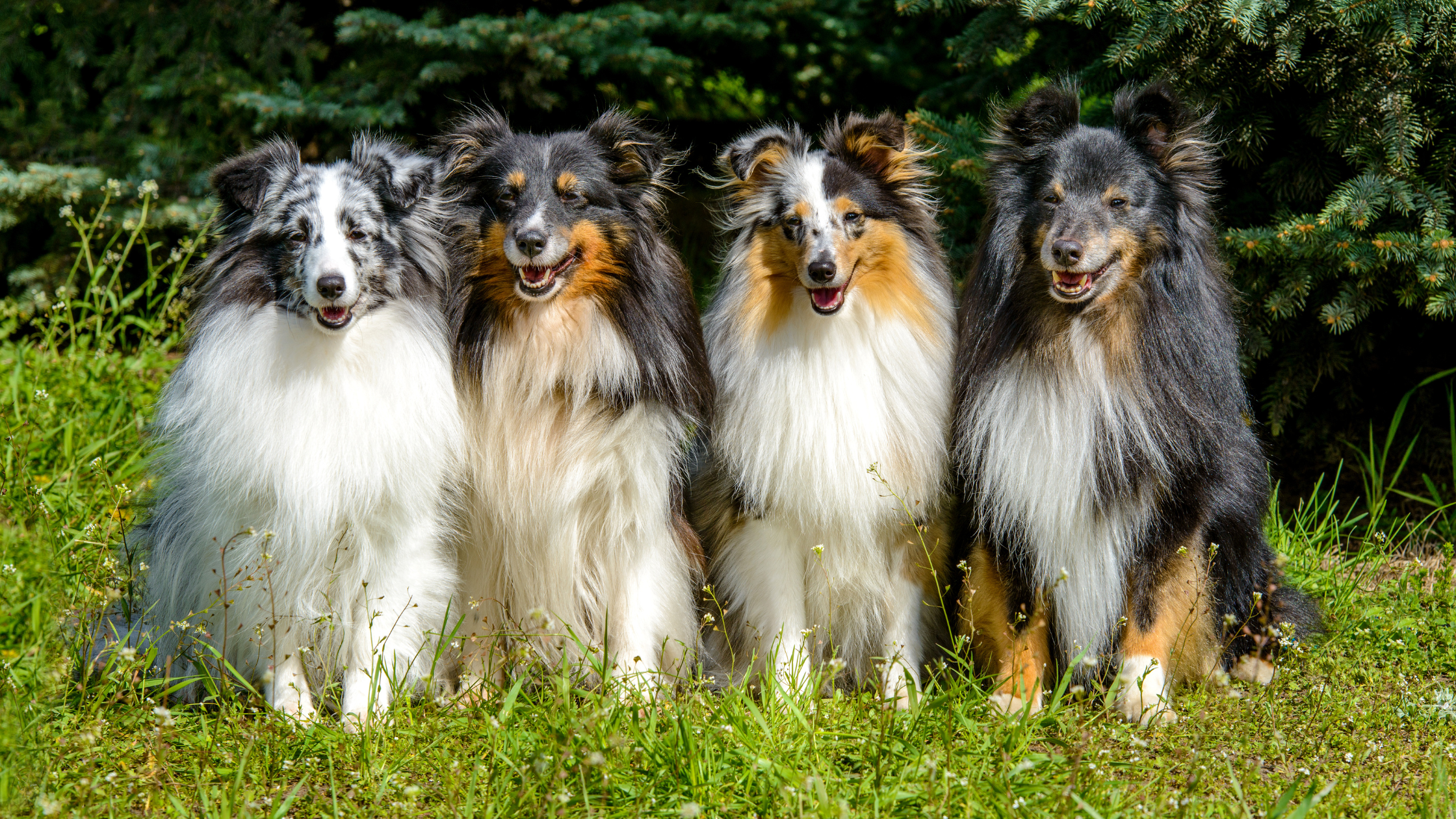 Four Shelties with various coat colors