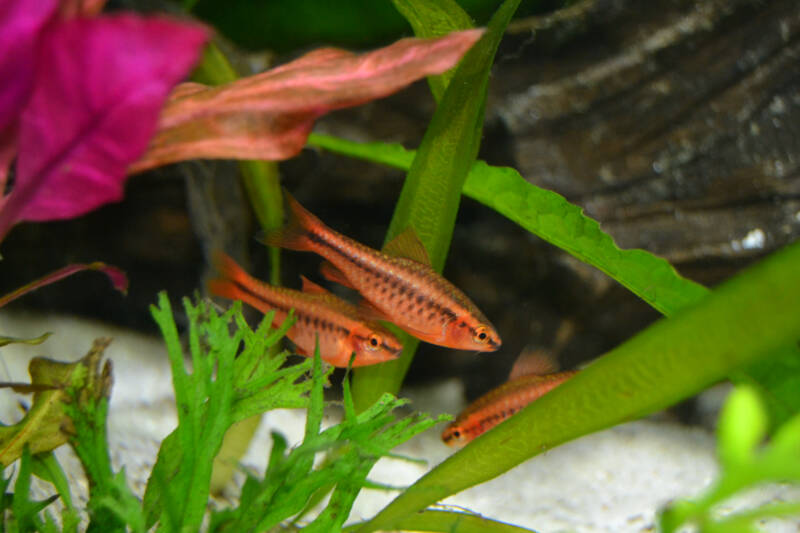 cherry barbs