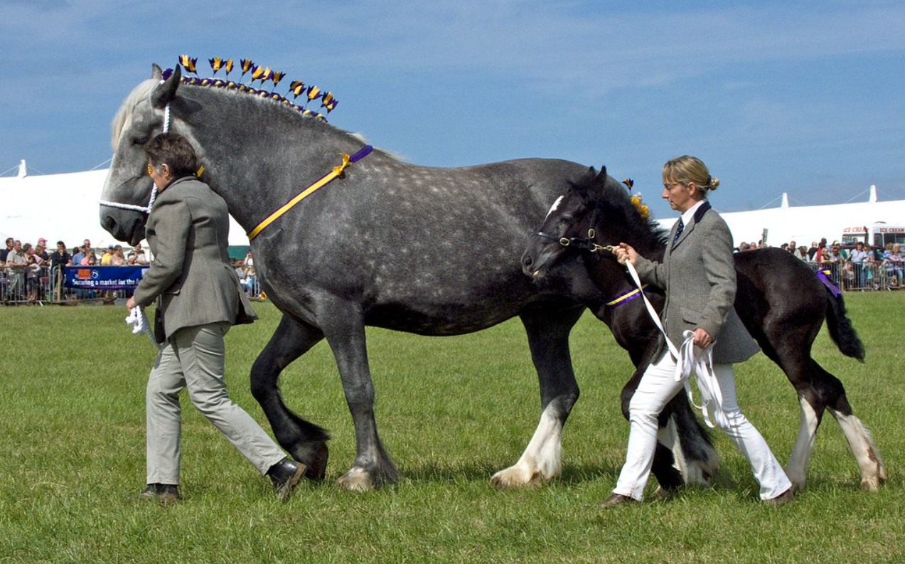 Presentation of an adult and a foal Percheron horse