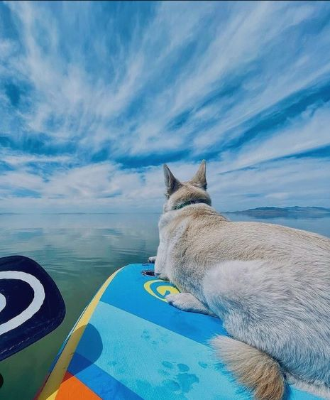 dog on a stand up paddle board