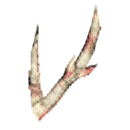 Hard Antlers Valheim