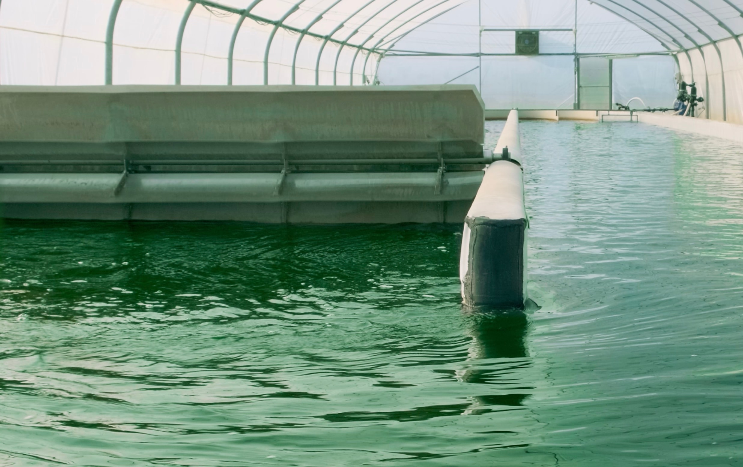 In this image, vibrant blue-green spirulina algae are growing in cultivation pools.