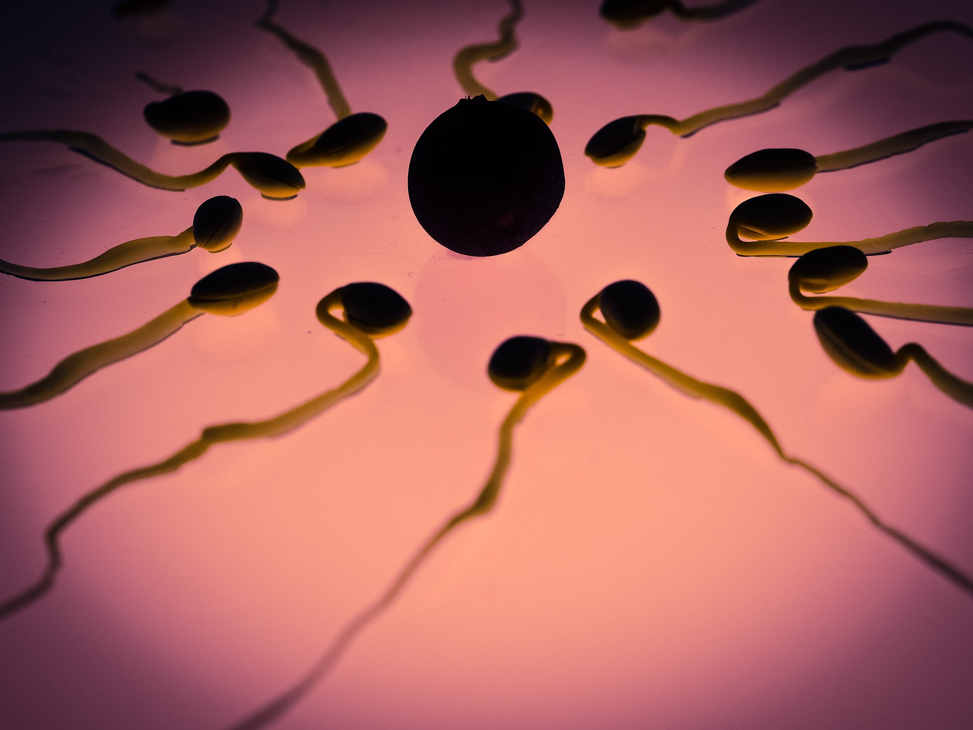 how long sperm live for depends on the environment 