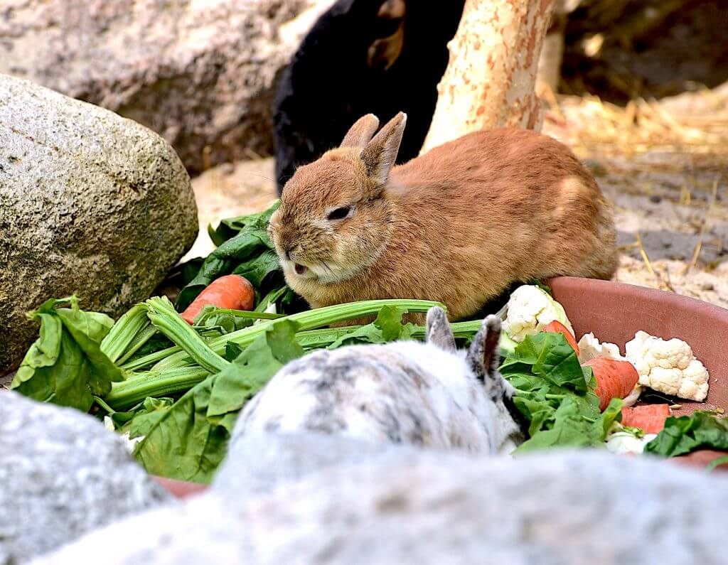 fresh food, rabbit food