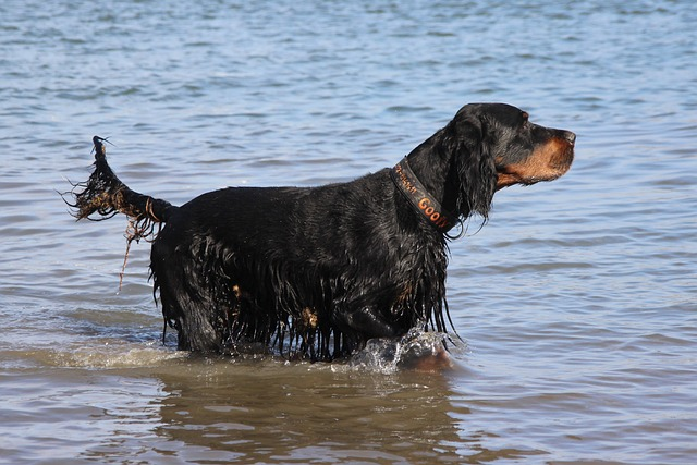 dog, setter, gordon