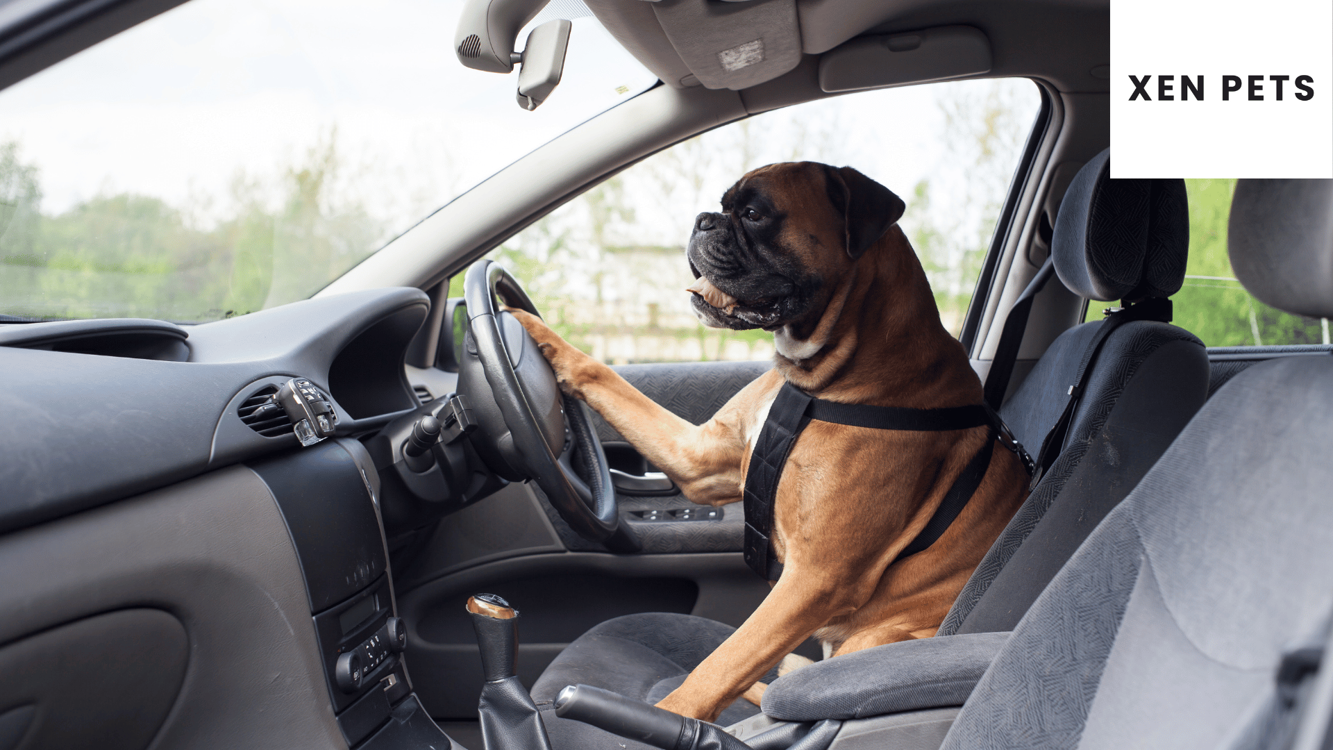 Dog in front seat of a car