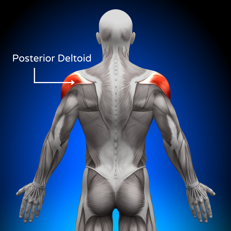 Image highlighting the posterior deltoid in the shoulder anatomy.
