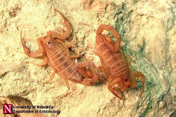 An image of two bark scorpions resting on a rocky surface.