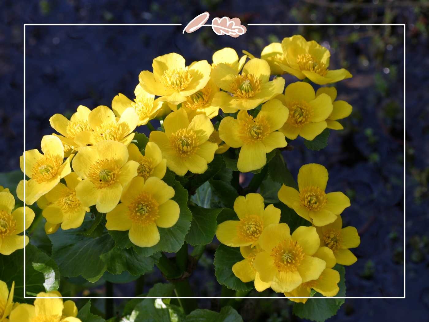 Close-up of a cluster of cheerful yellow marigold flowers in full bloom. Fabulous Flowers and Gifts.