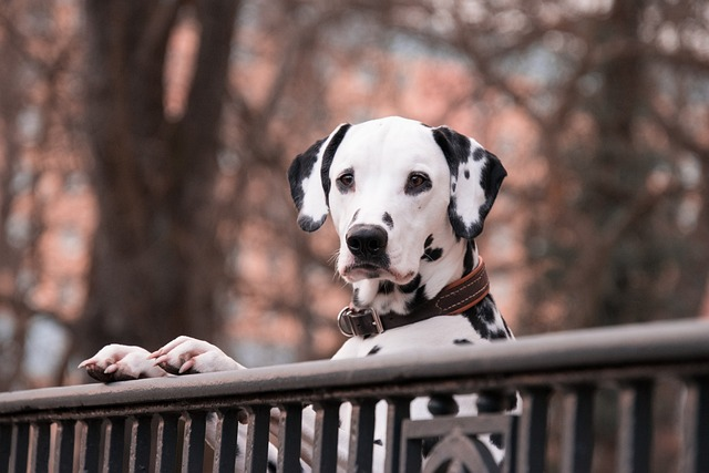 dalmatian, dogs, domestic animal