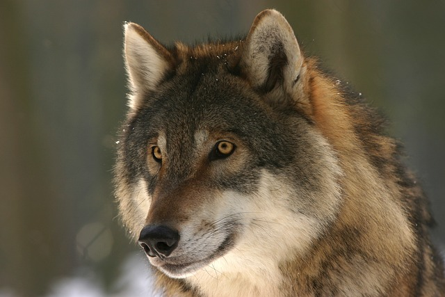 wolf, canis lupus, mammal