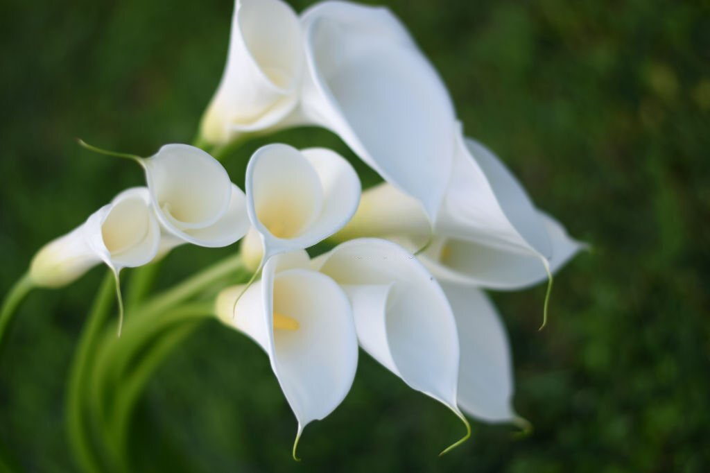 28 Beautiful Flower Names That Start With A 20