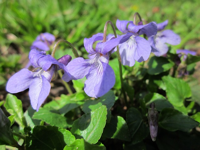 viola odorata, wood violet, sweet violet