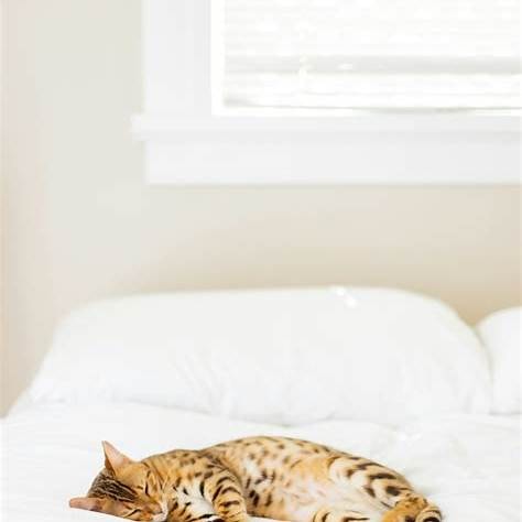 Bengaalse kat strekt zich uit op een wit bed in ochtendzon