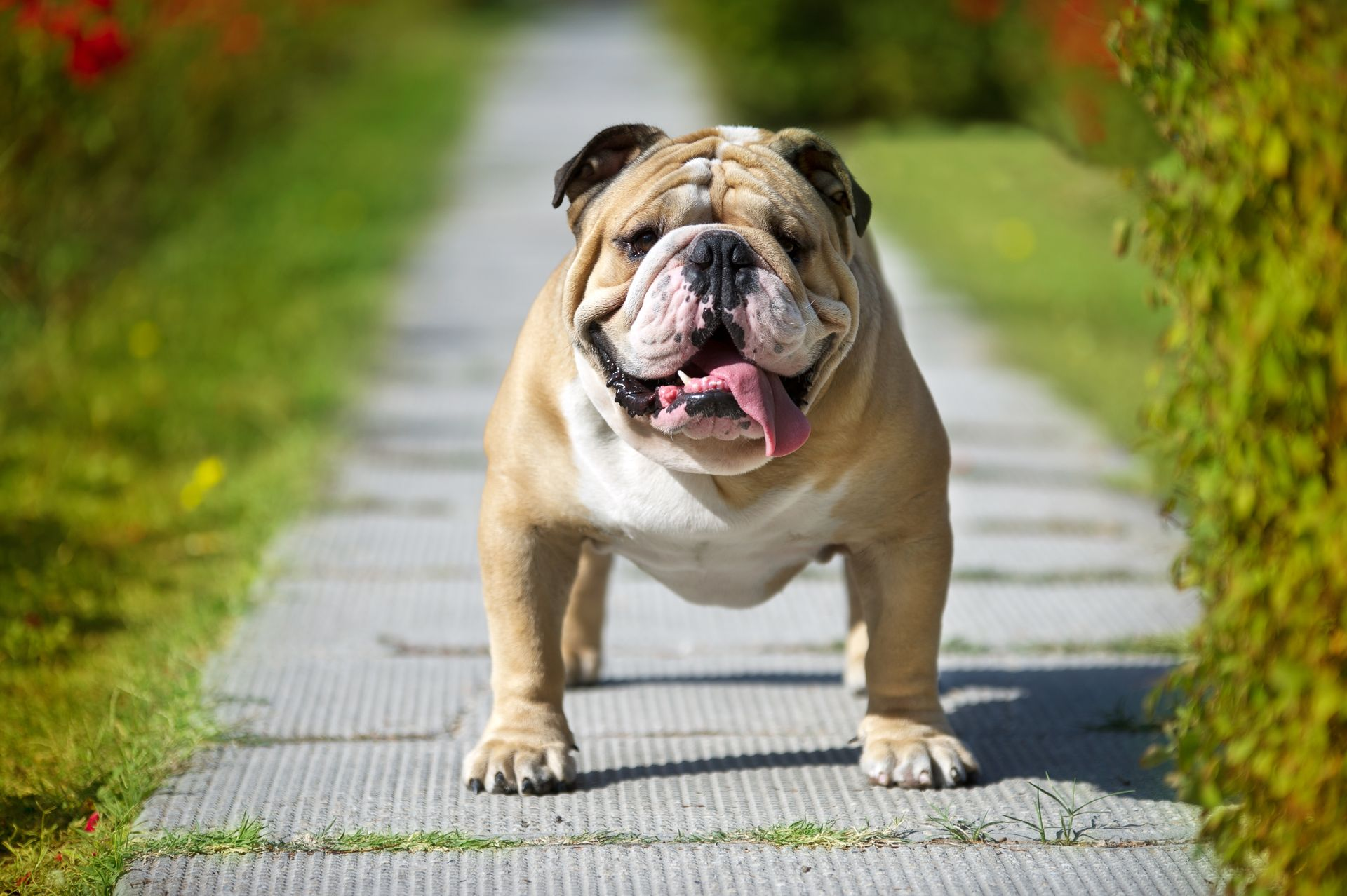 Fawn and hot sale brindle bulldog