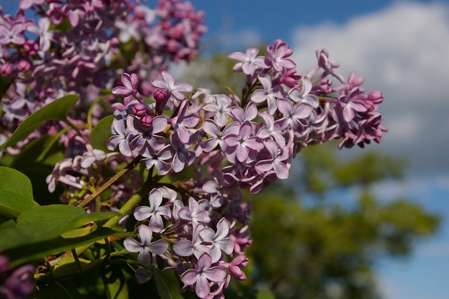 syren, flower background, flower