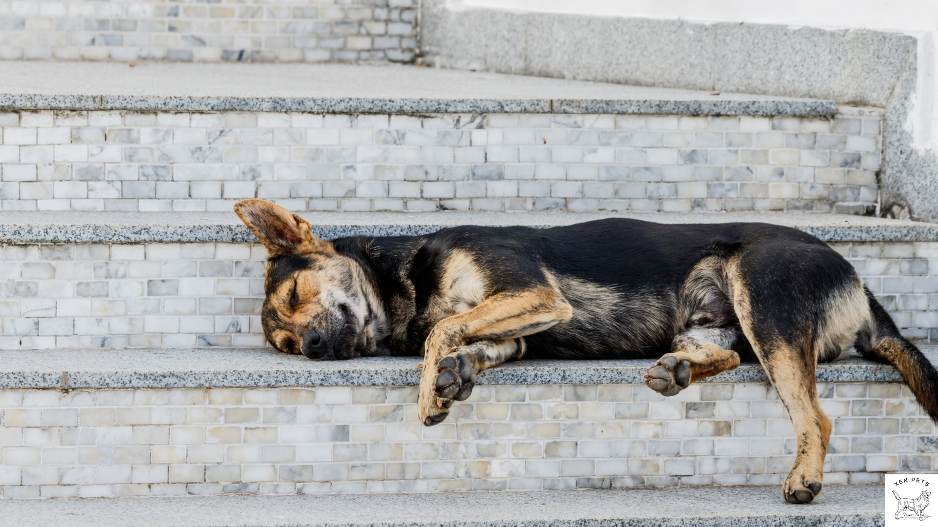 dog refuses to sleep near their owner