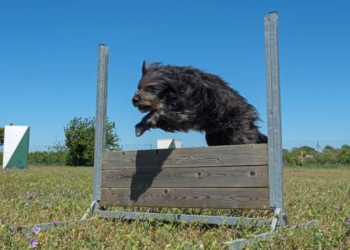 A black Pyrenean Shepherd jumping over a fence