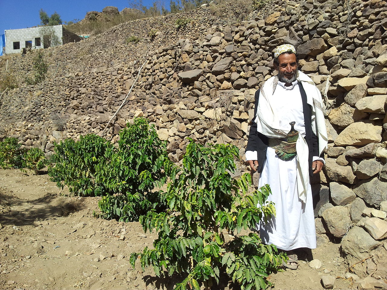 coffee trees in yemen