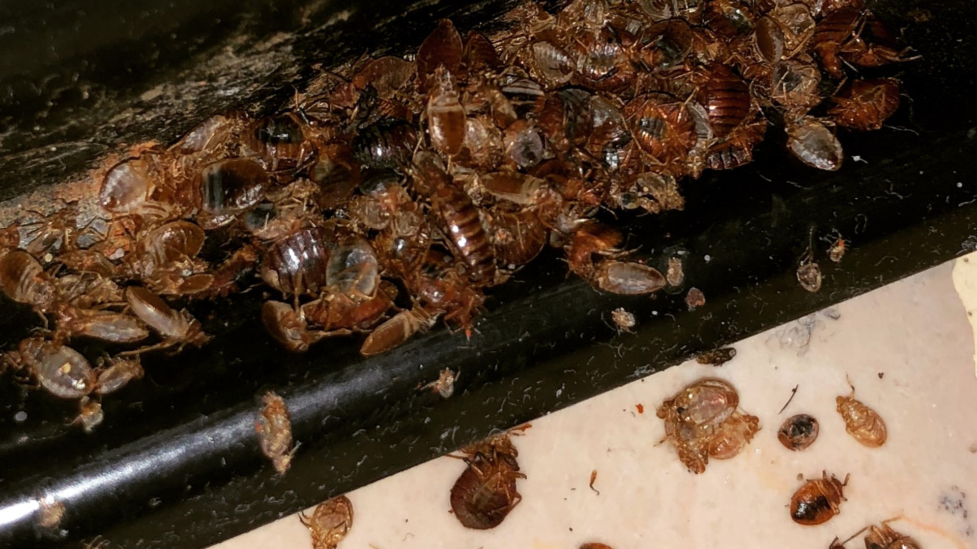 The 2-Minute Rule for Best Bed Bug Removal In Nyc