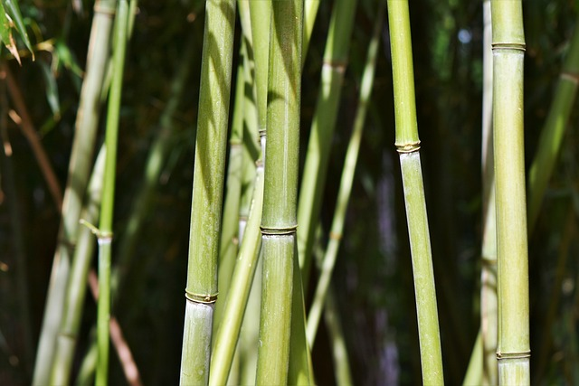 bamboo, 4k wallpaper, bamboo forest