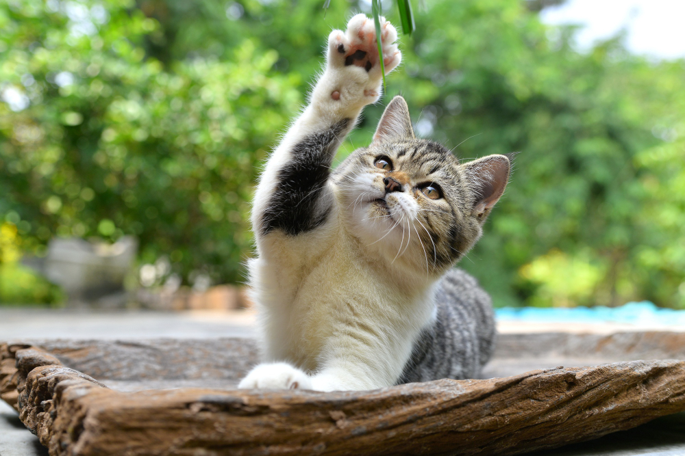 How Does Catnip Work Its Magic on Cats?