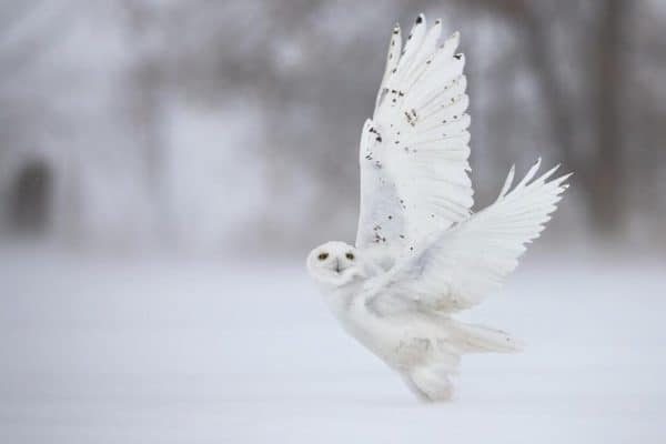 Can Snowy Owls Be Pets? - Understanding the Reality of Wild Companions