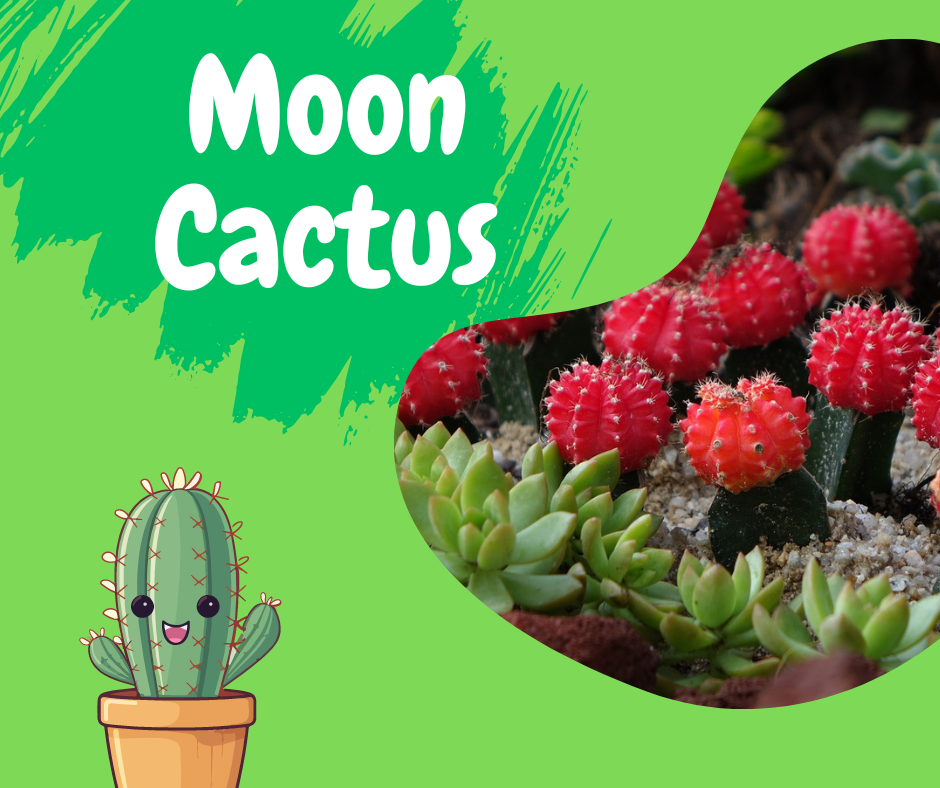 cactus, gymnocalycium mihanovichii, chin cactus