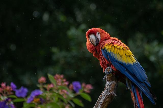 macaw, parrot, bird