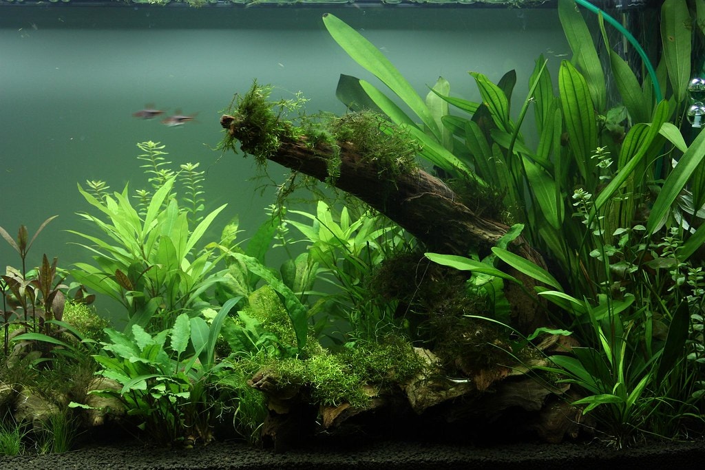 Aquascape with aquasoil