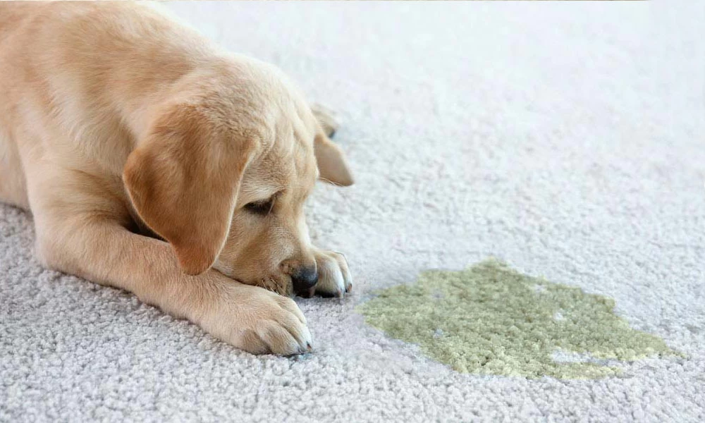 Remove pet urine stains from your dirty carpets