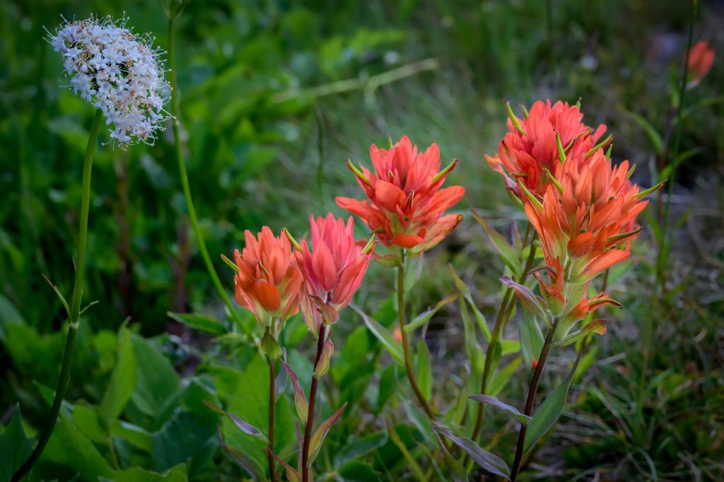 Indian Paintbrush