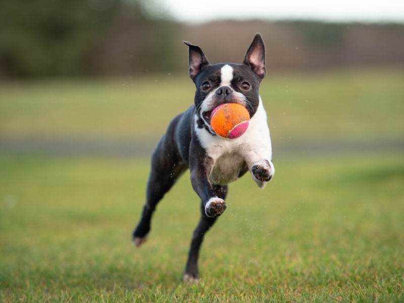 boston terrier running with ball in its mouth