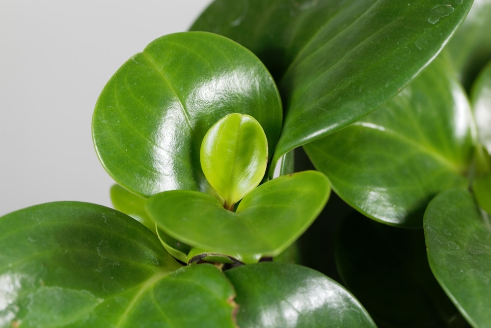 peperomia obtusifolia, rubber