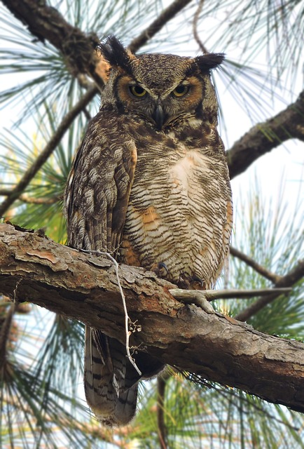 great horned owl, great horned owls, owls