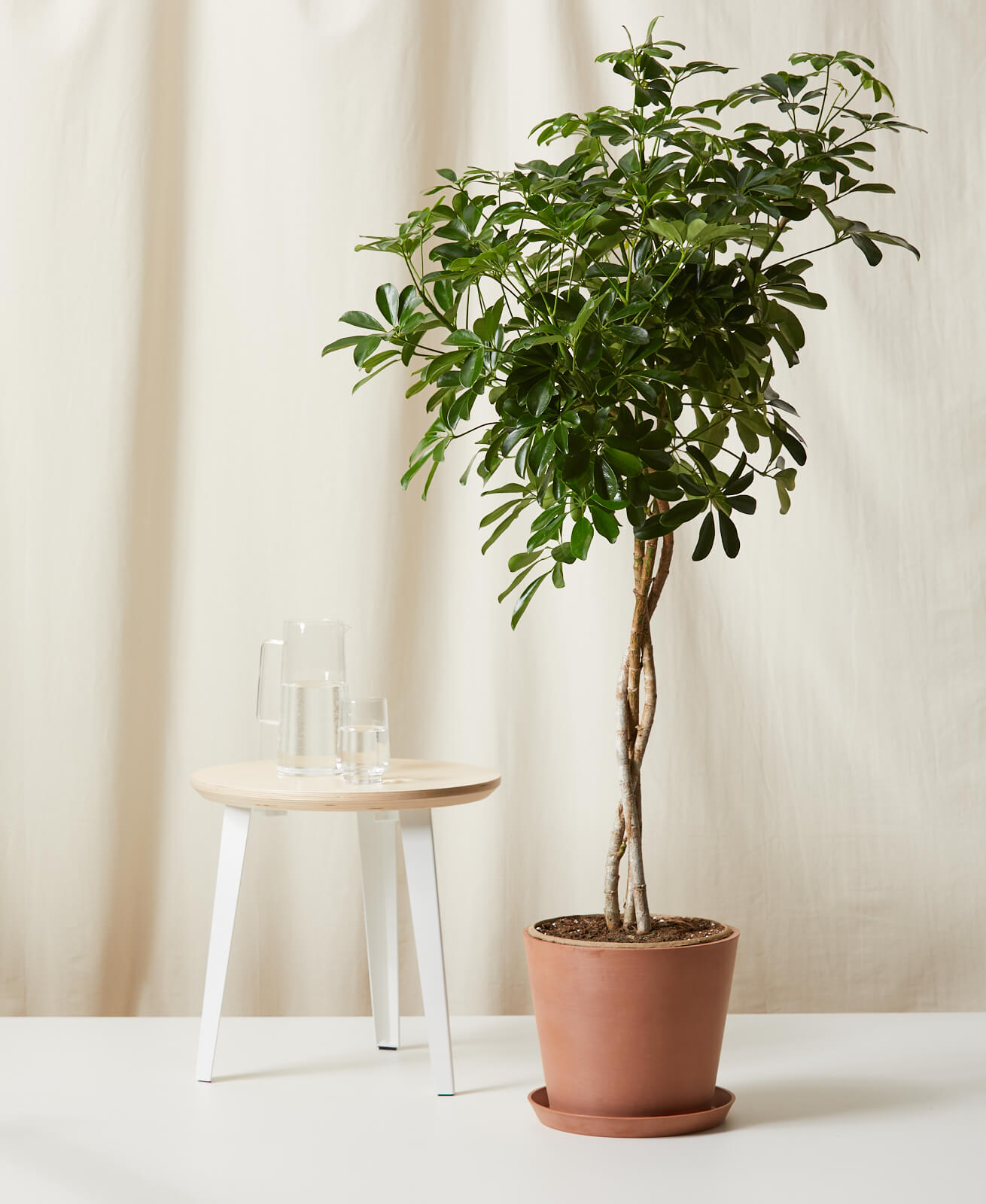 best indoor trees, best indoor trees