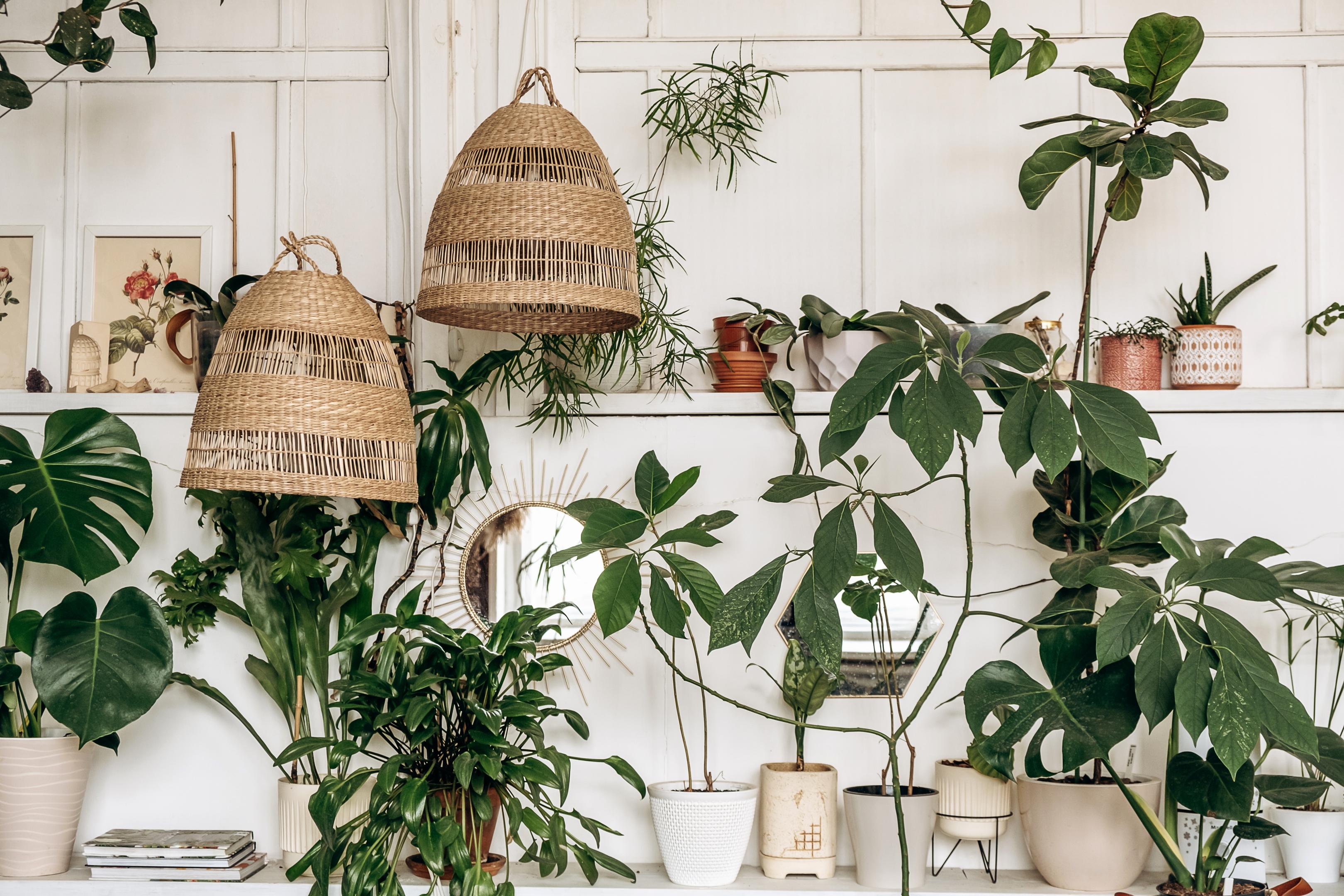 biophilic kithen design